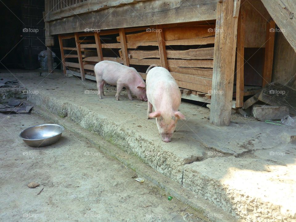 Two pigs roaming freely in a village in China looking for treats and food