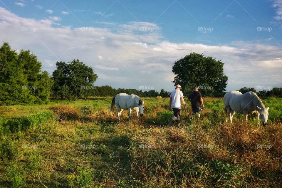 Two Men Walking in a Summer Pasture with Horses Grazing Around Them