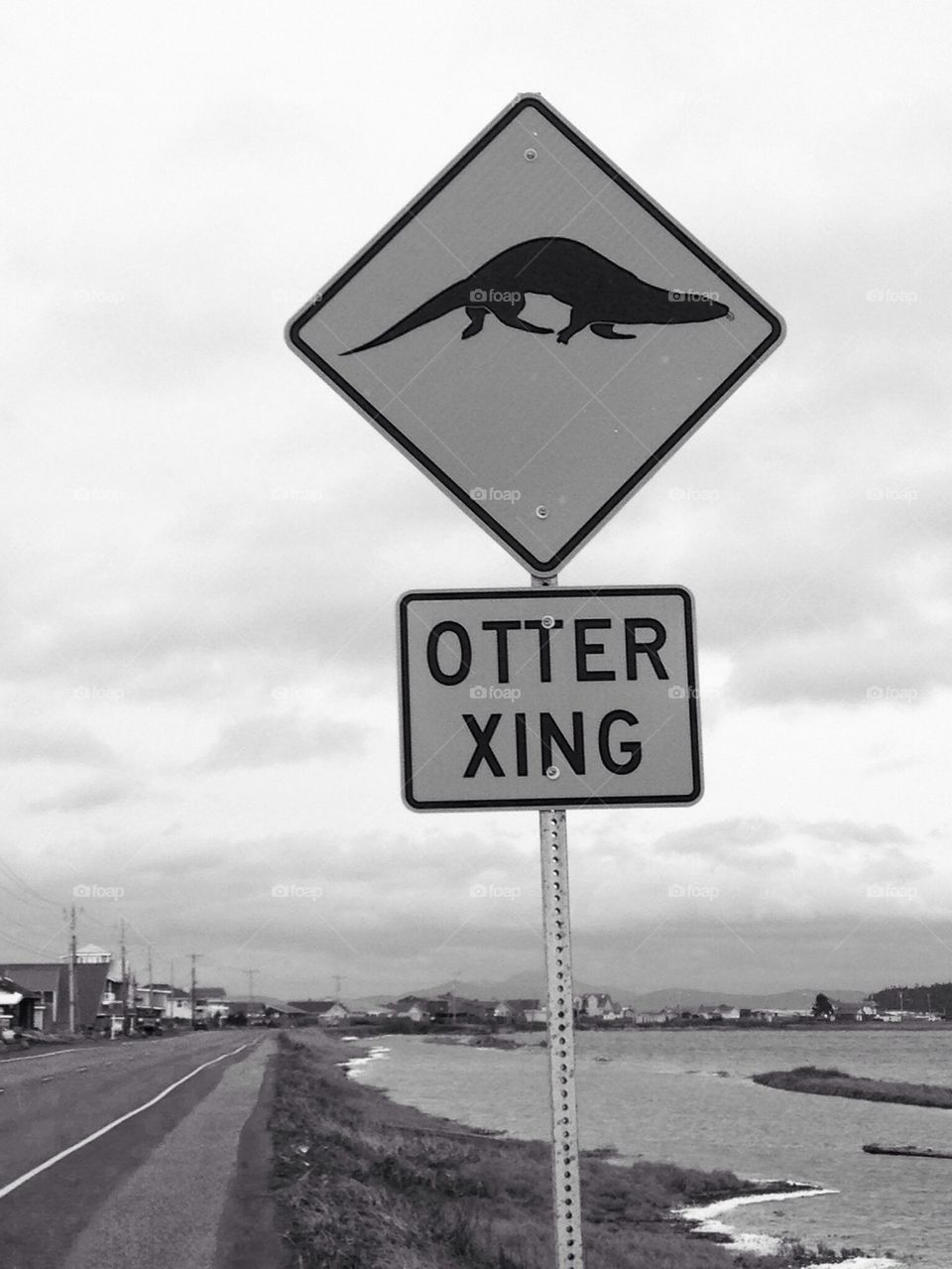 Otter Crossing Black and White