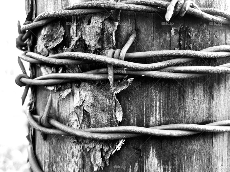 Closeup of strands of barbed wire, wrapped around a peeling, bark-covered fence post, in monochrome