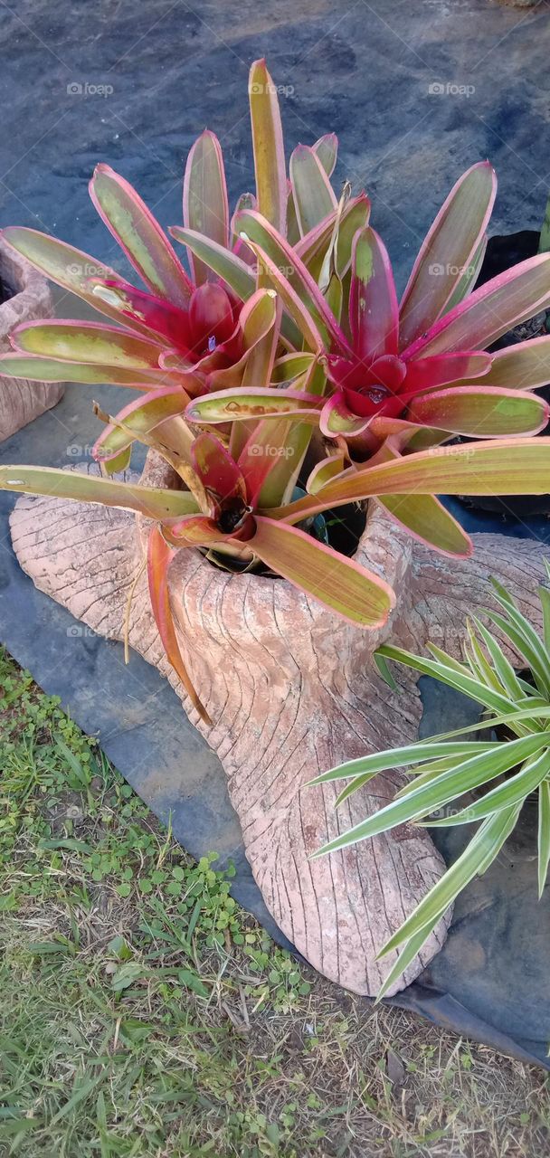 Bromeliads in custom tree stump 03