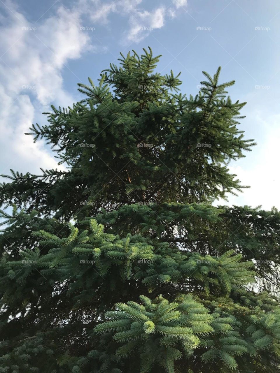 pine tree with blue sky