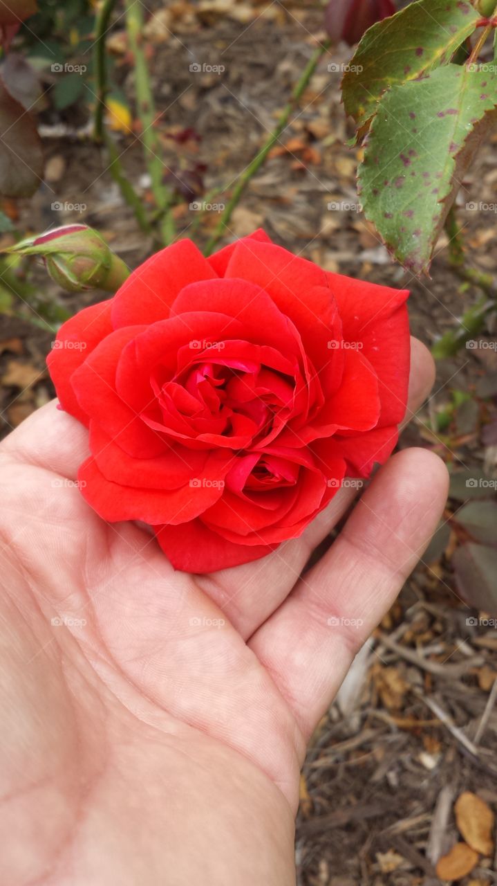 Flower, Nature, No Person, Rose, Flora