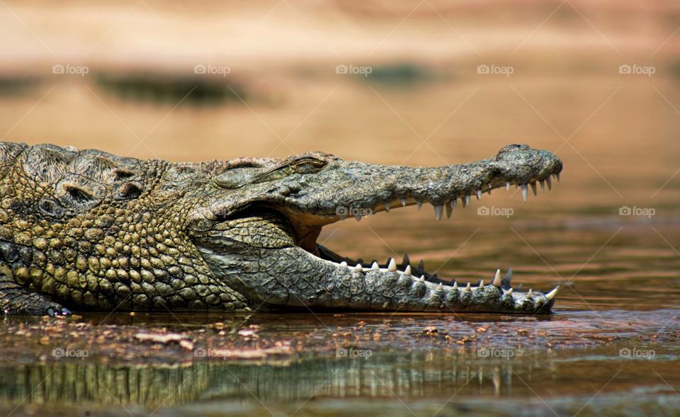Alligator
