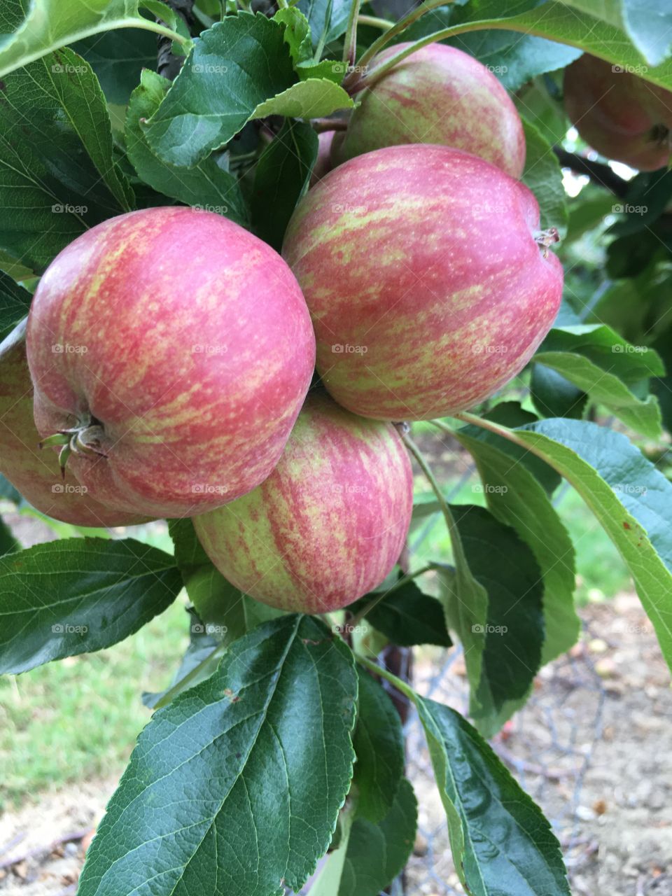 Apple orchard close up