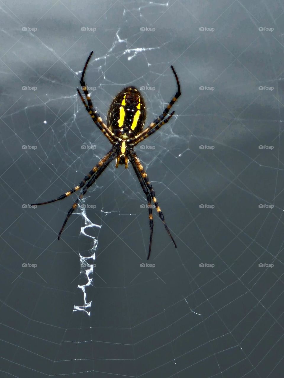 Spider