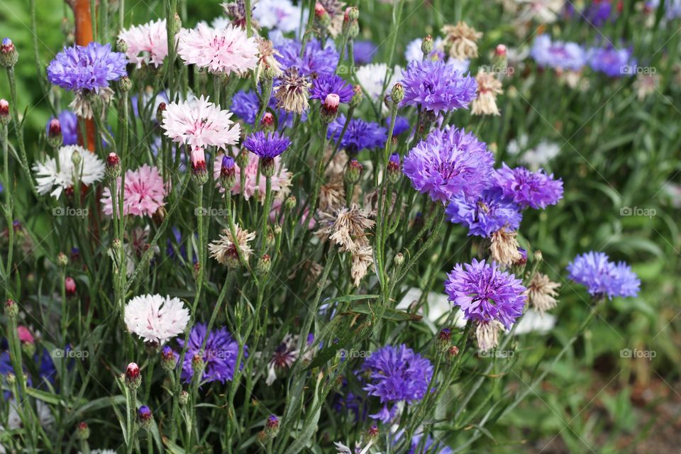 blue and light pink cornflowers growing in the garden