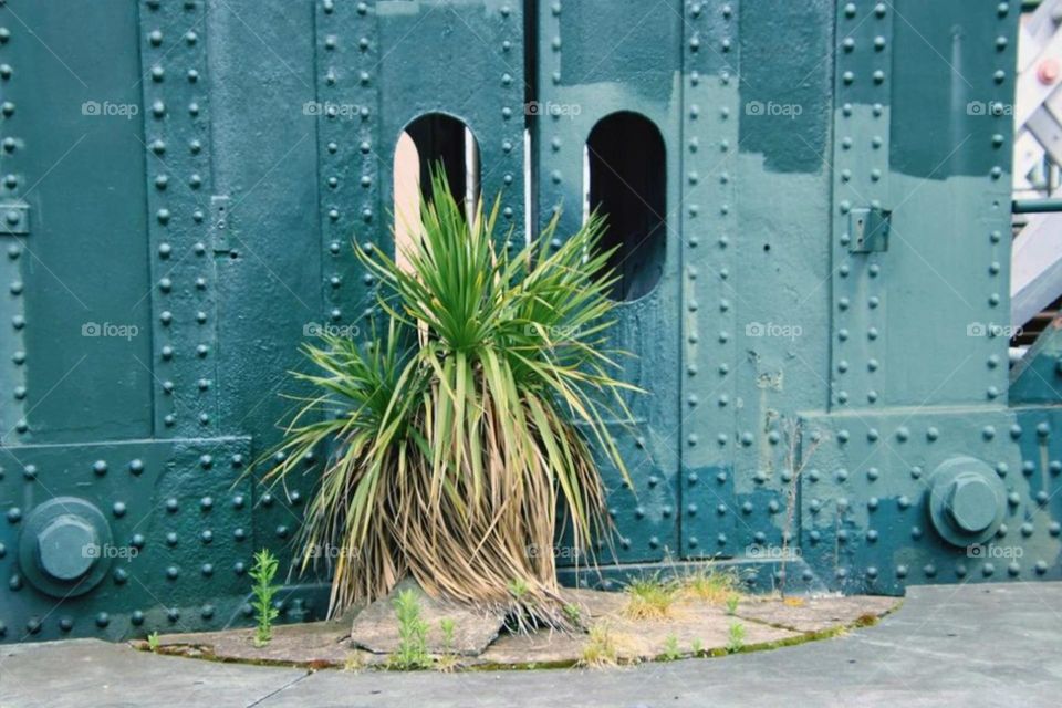A yucca palm grows on a steel bridge in the city