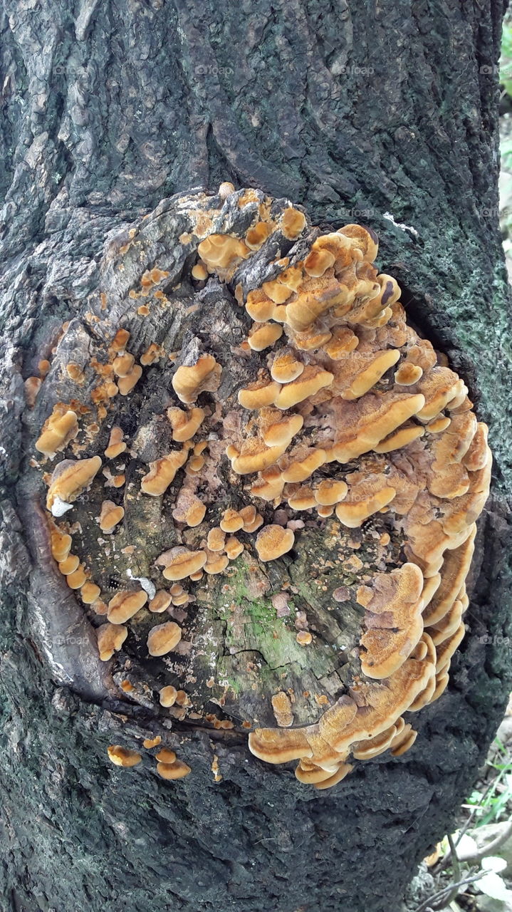 Fungus at the tree