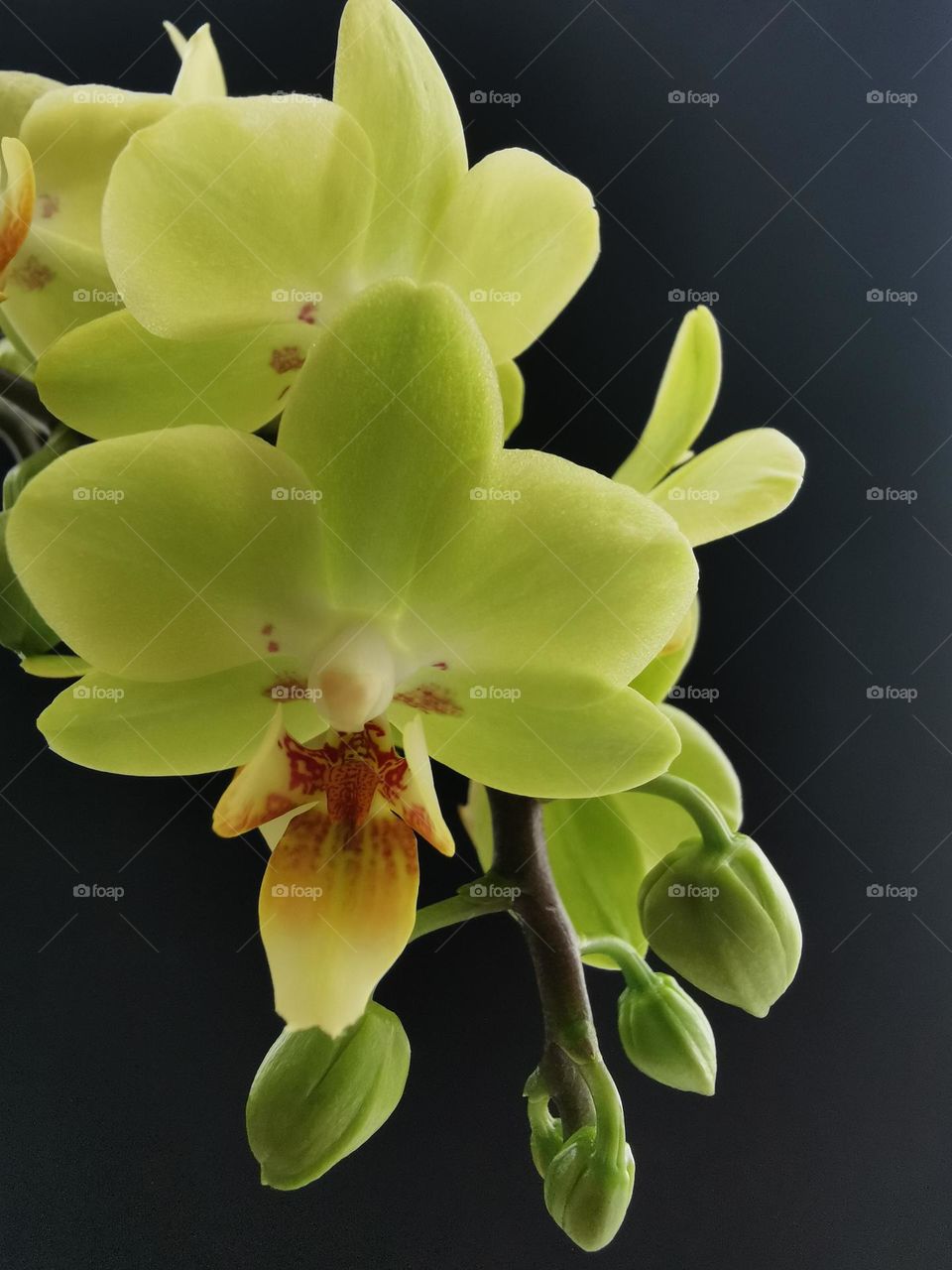 . Miniature yellow Phalaenopsis orchid flowers