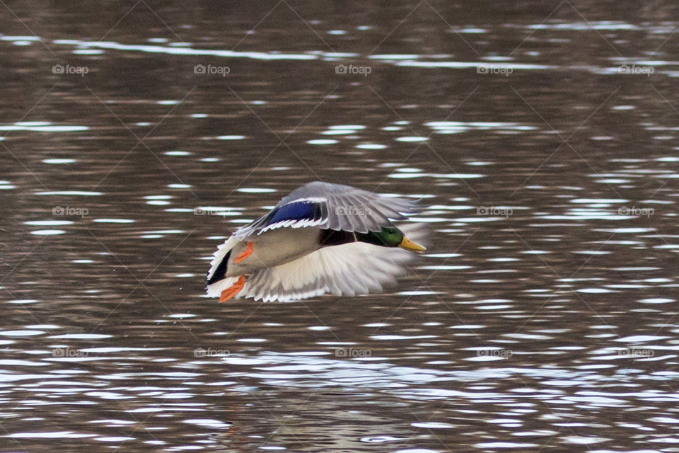 Mallard duck flying over lake