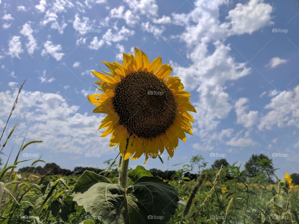 Happy sunflowers