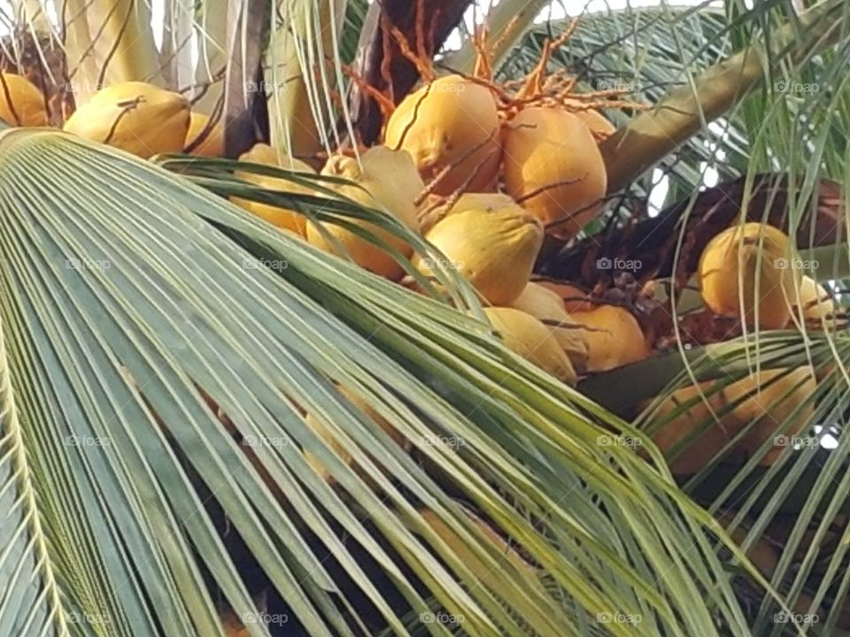 Coconuts in Seremban Malaysia