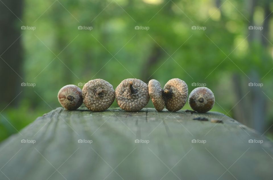 Five acorns rest on a park banister as the evening sun sets.