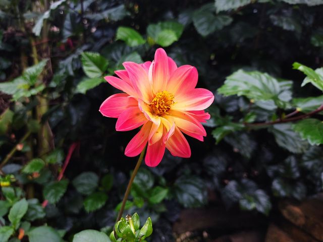 Flor en su máximo esplendor 🏵️