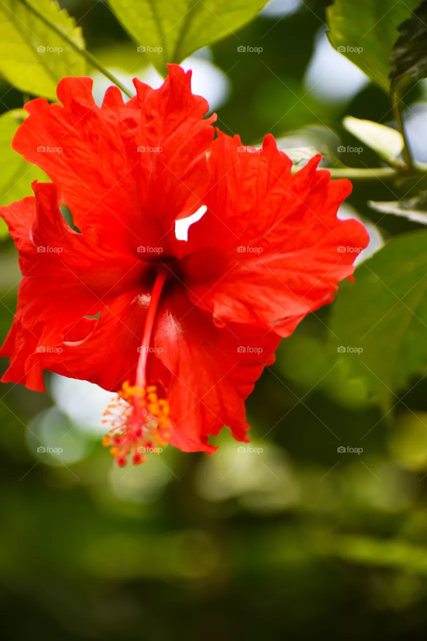 Hibiscus red coloured flower beauty in garden