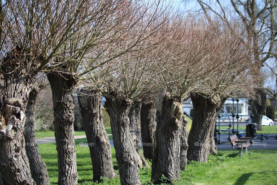 Beautiful trees On spring 