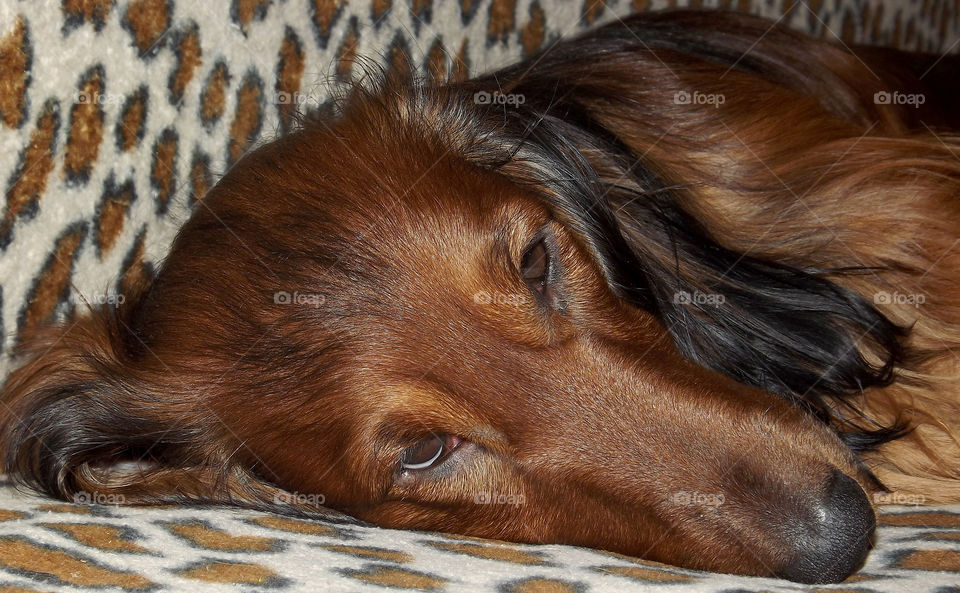 brown long-haired dog. dachshund