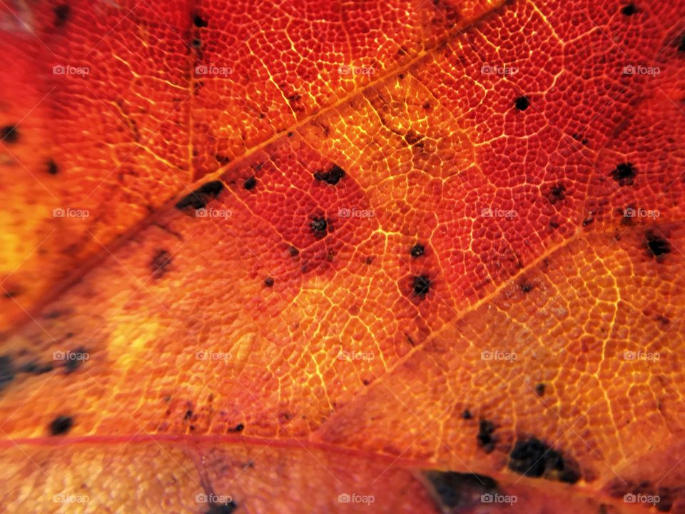 Fall provides the most interesting macro beauty in the varying fall leaves.  So many shapes and colors!  