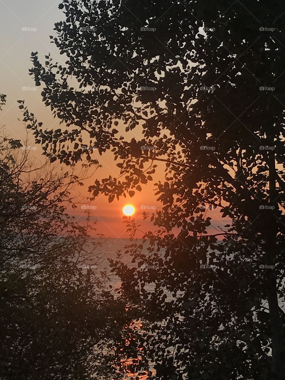 Sunset through leaves 