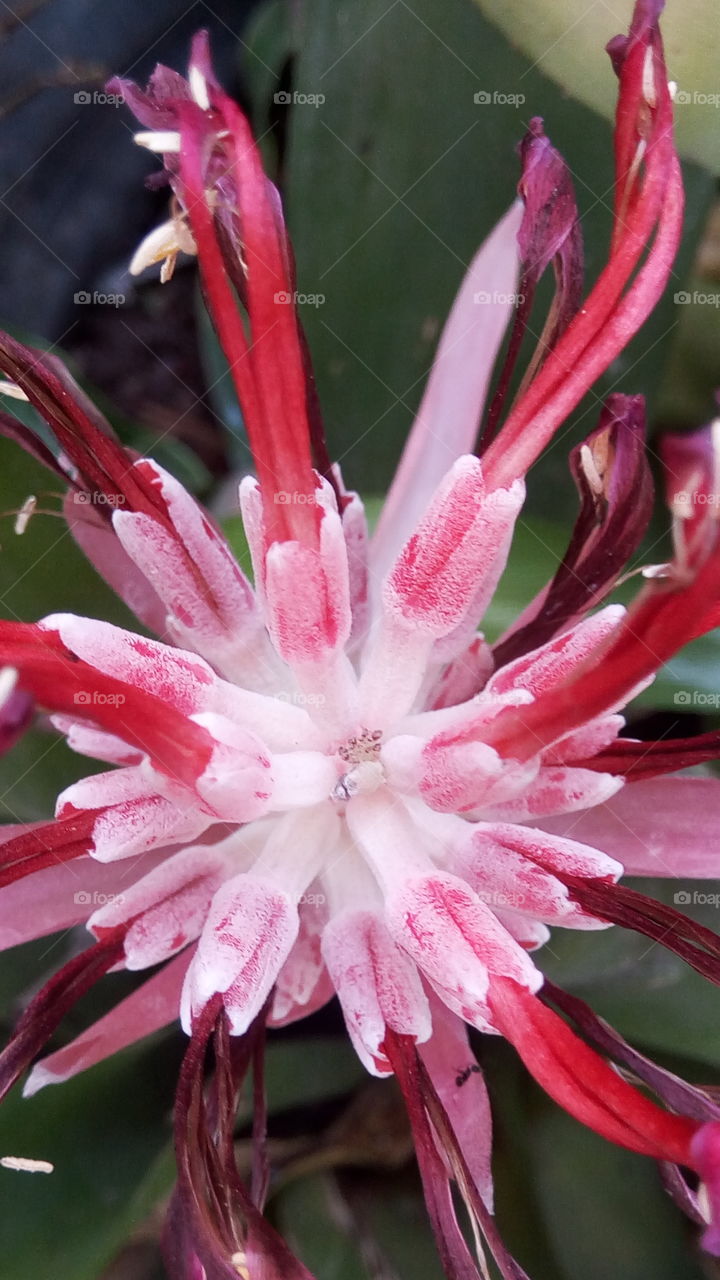 red and white buds
