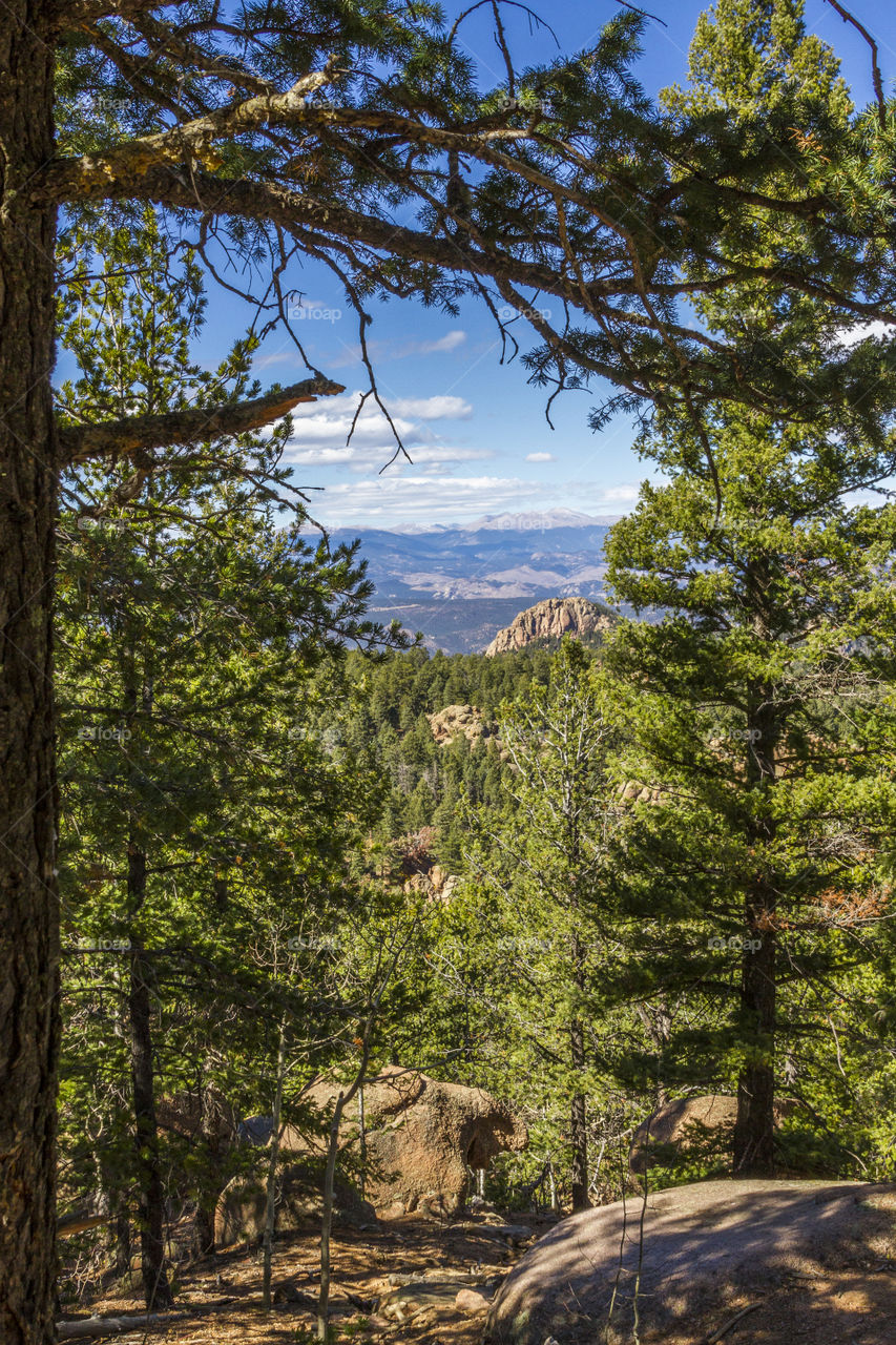 View from the pine forest