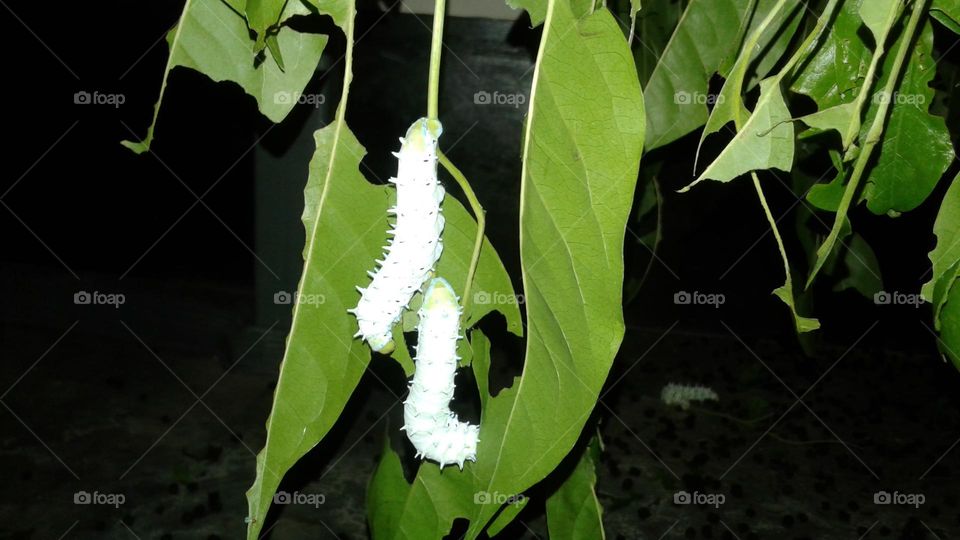 eri polu a insect that produces pure silk thread naturally it is true. it takes a long time to produce soft silk thread. it is so comfortable to wear.