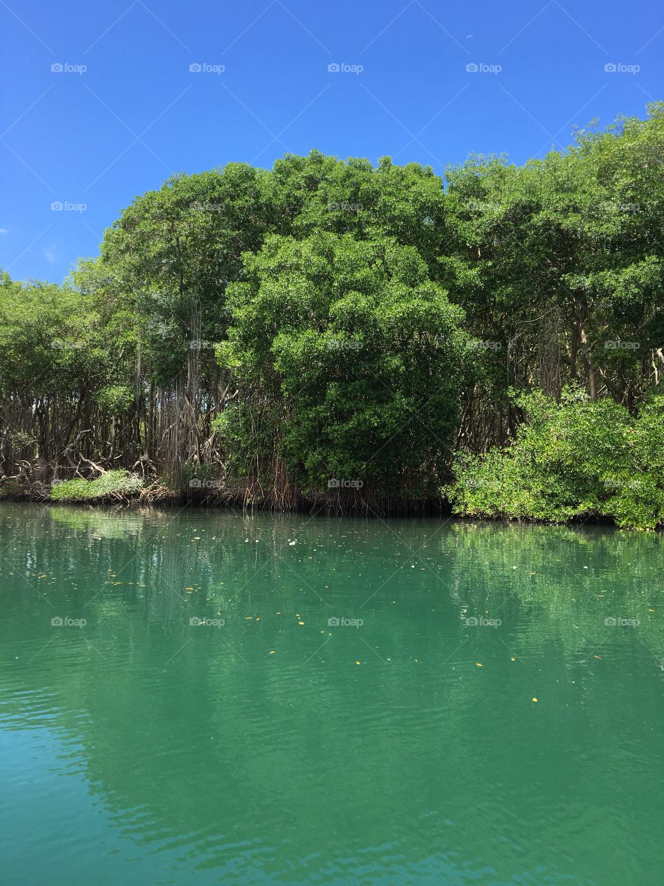 Lagoon and mangroves