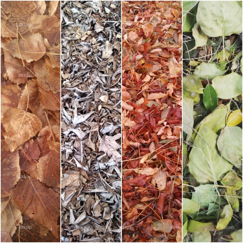 4 photos taken of leaves put together with a small border