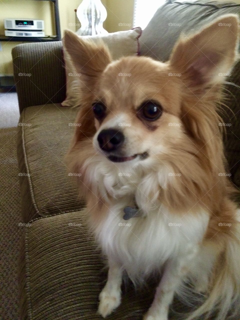 Couch Potato Puppy