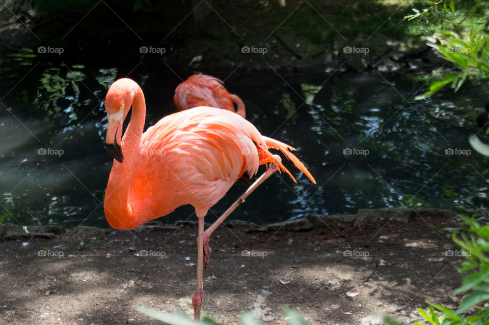 Flamingo perching beafore a pond