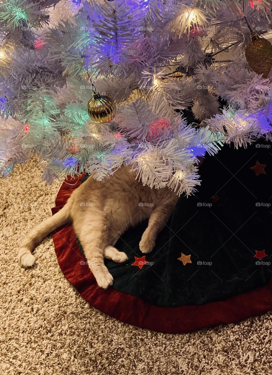 Cat under white Christmas tree