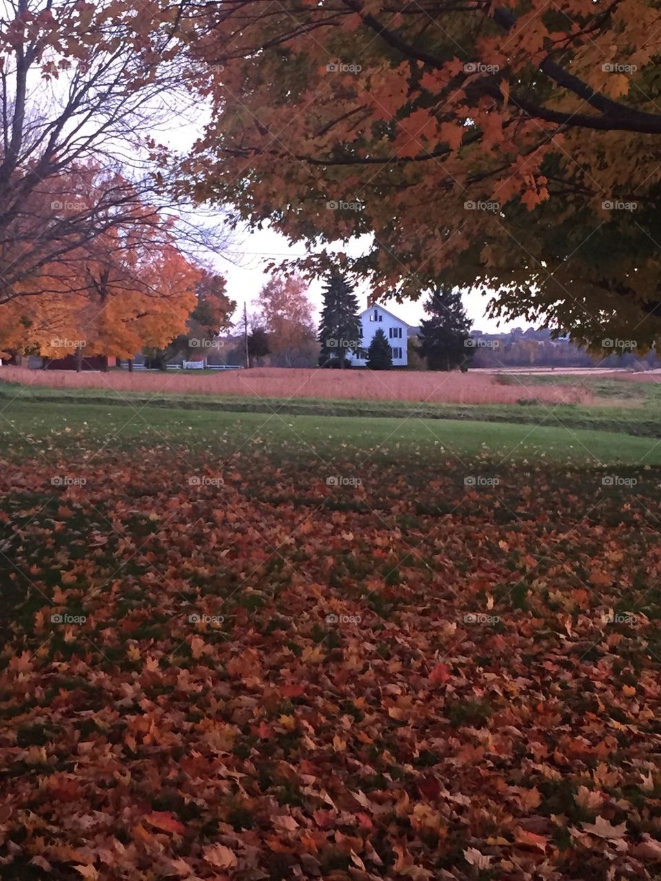 Fall in the country