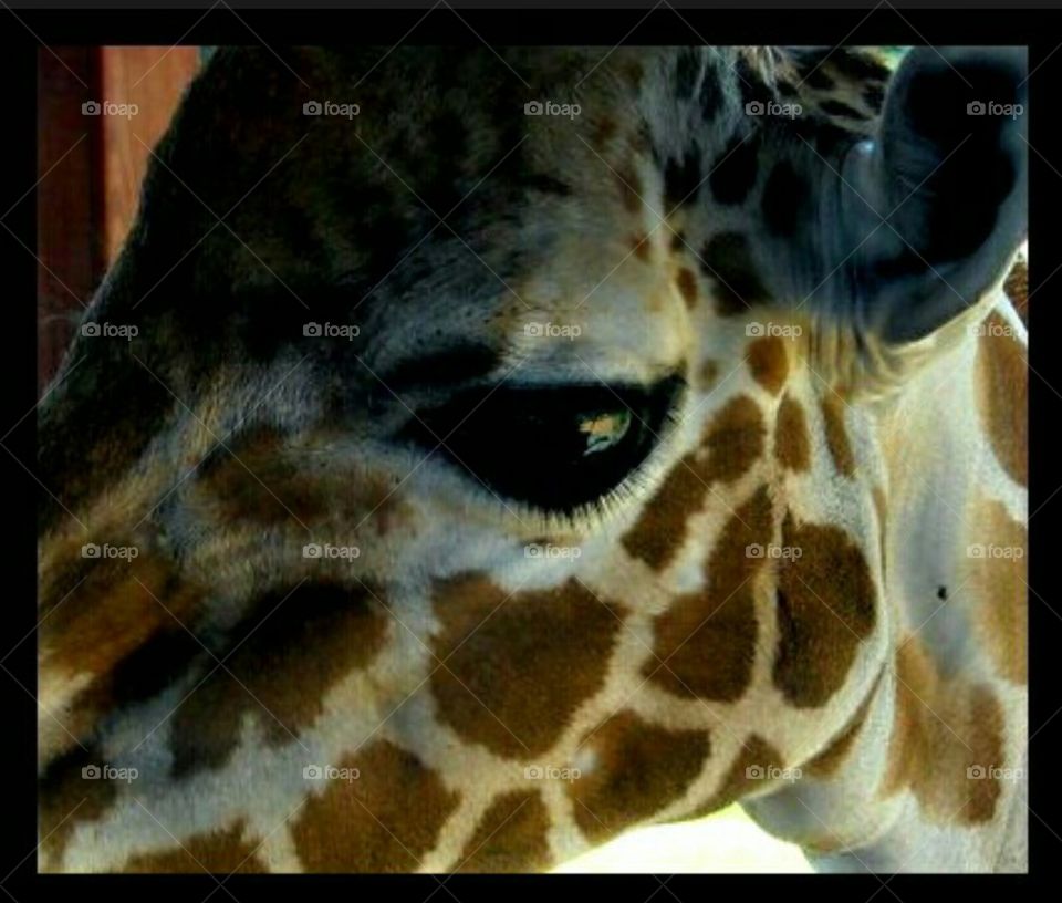 giraffe