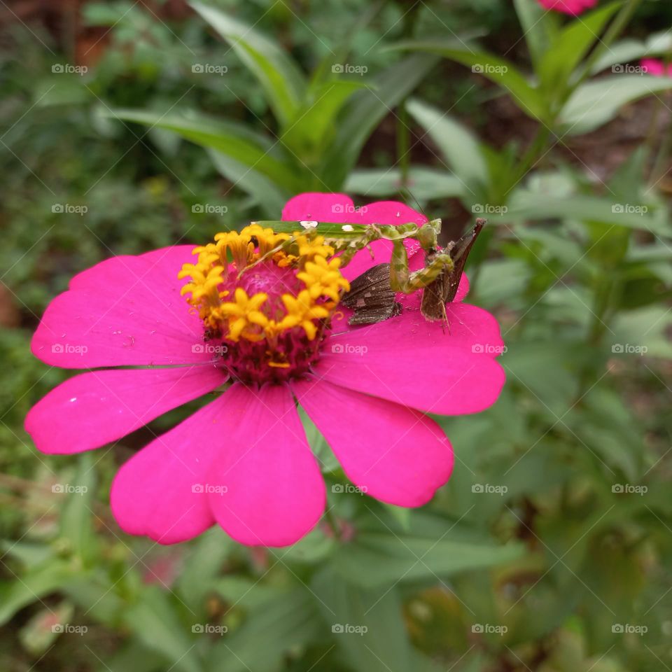 Zinia flowers that are blooming on the praying mantis