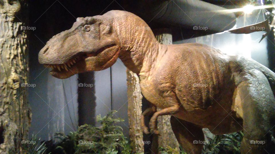 High angle view of dinosaur