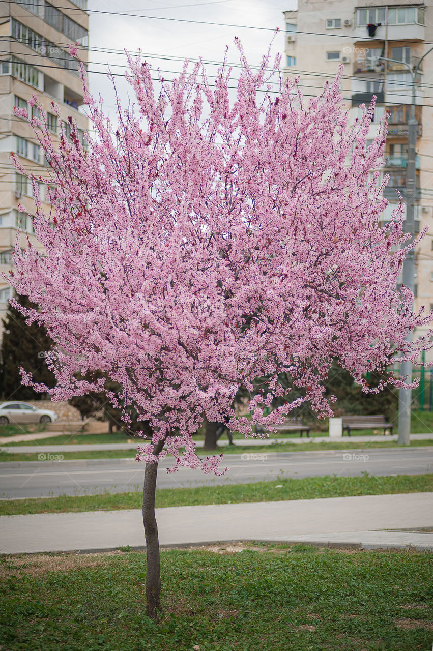 in early spring, a beautiful pink tree bloomed on the street near the house decorative plum