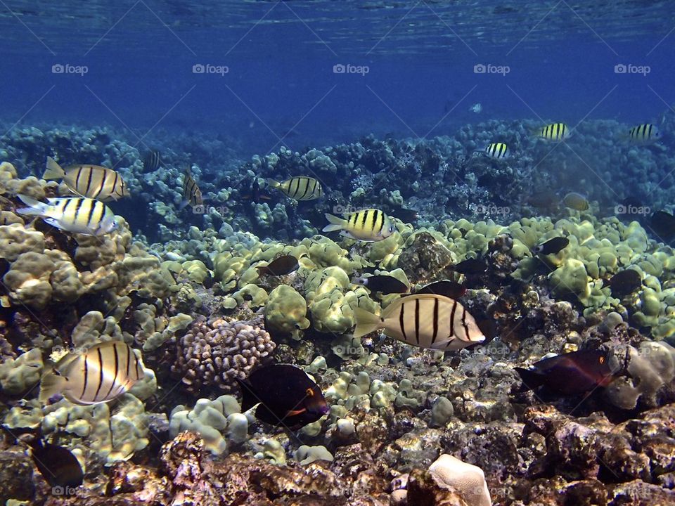 Multicolored fish swimming in sea