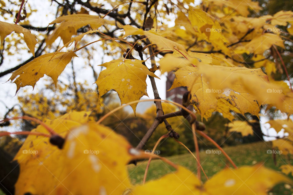 leaves autumn oslo close up by nader_esk