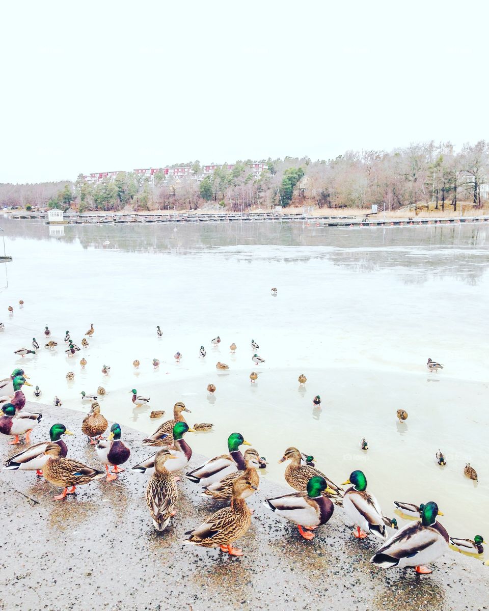 a flock of winter ducks