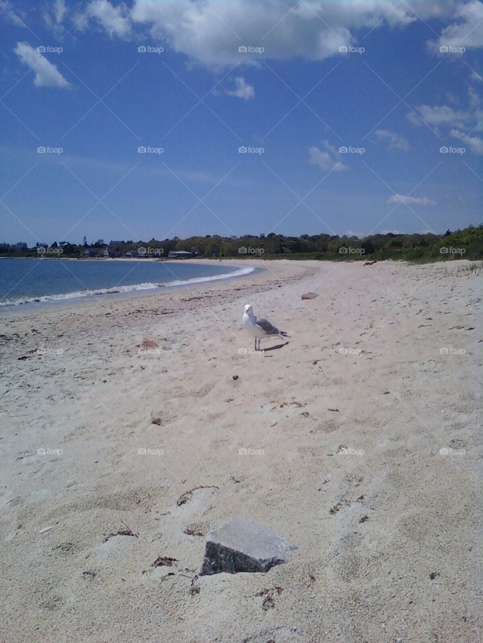 Seagull