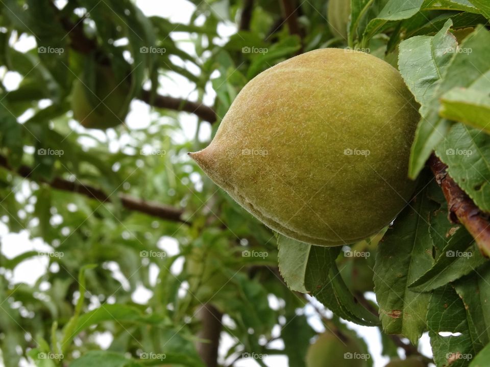 unripe peach