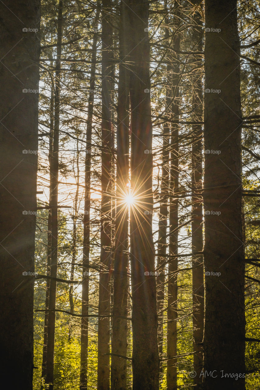 Sun star through trees in Wisconsin forest