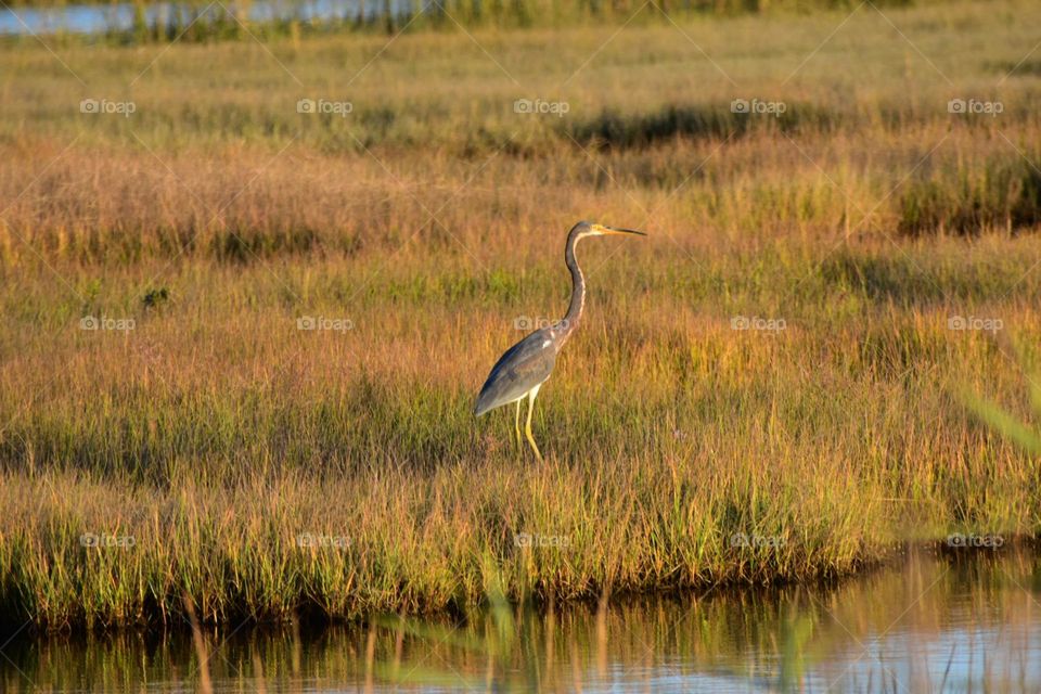 Great blue heron
