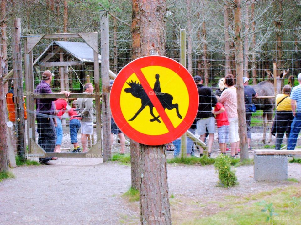 Don't ride on the moose