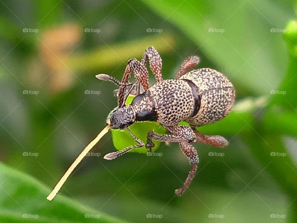 An insect sticking out it's tongue.