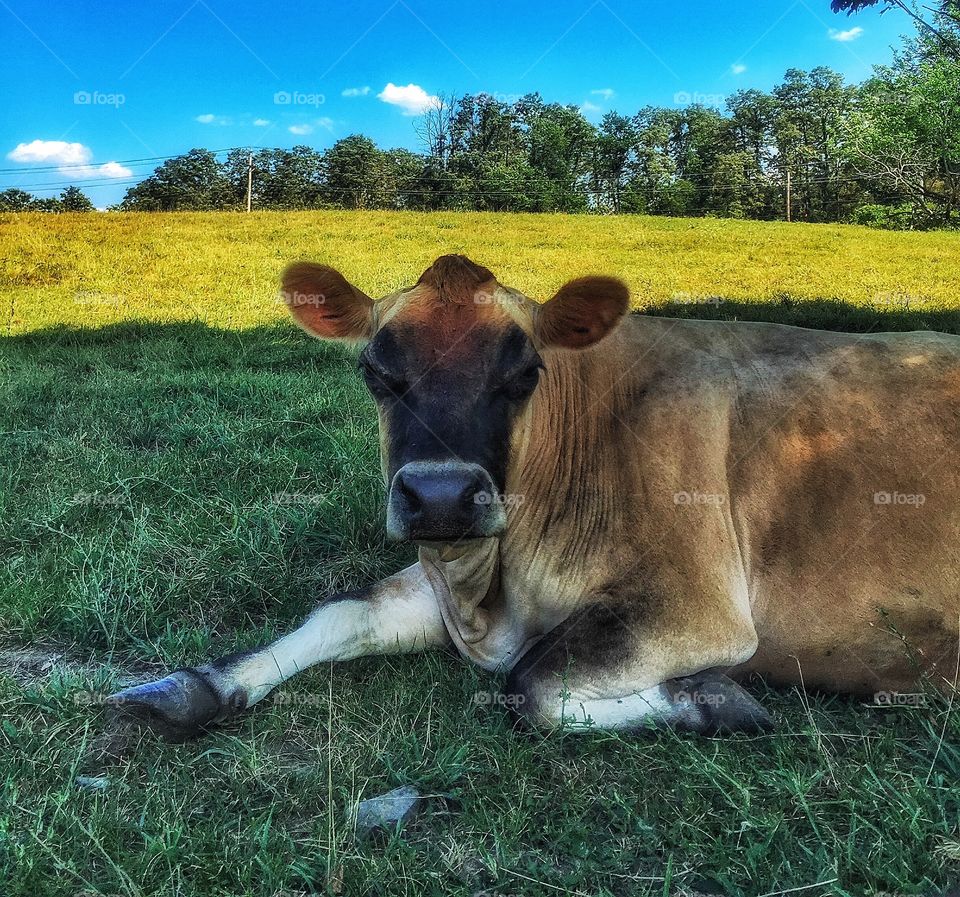 A relaxing cow. A large cow relaxes on the pasture. 