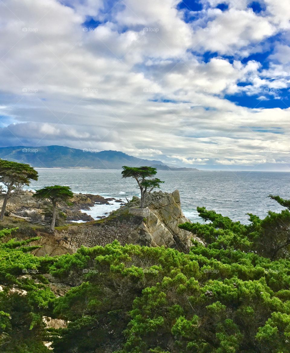 The Lone Cypress- Pebble Beach 17 Mile Drive