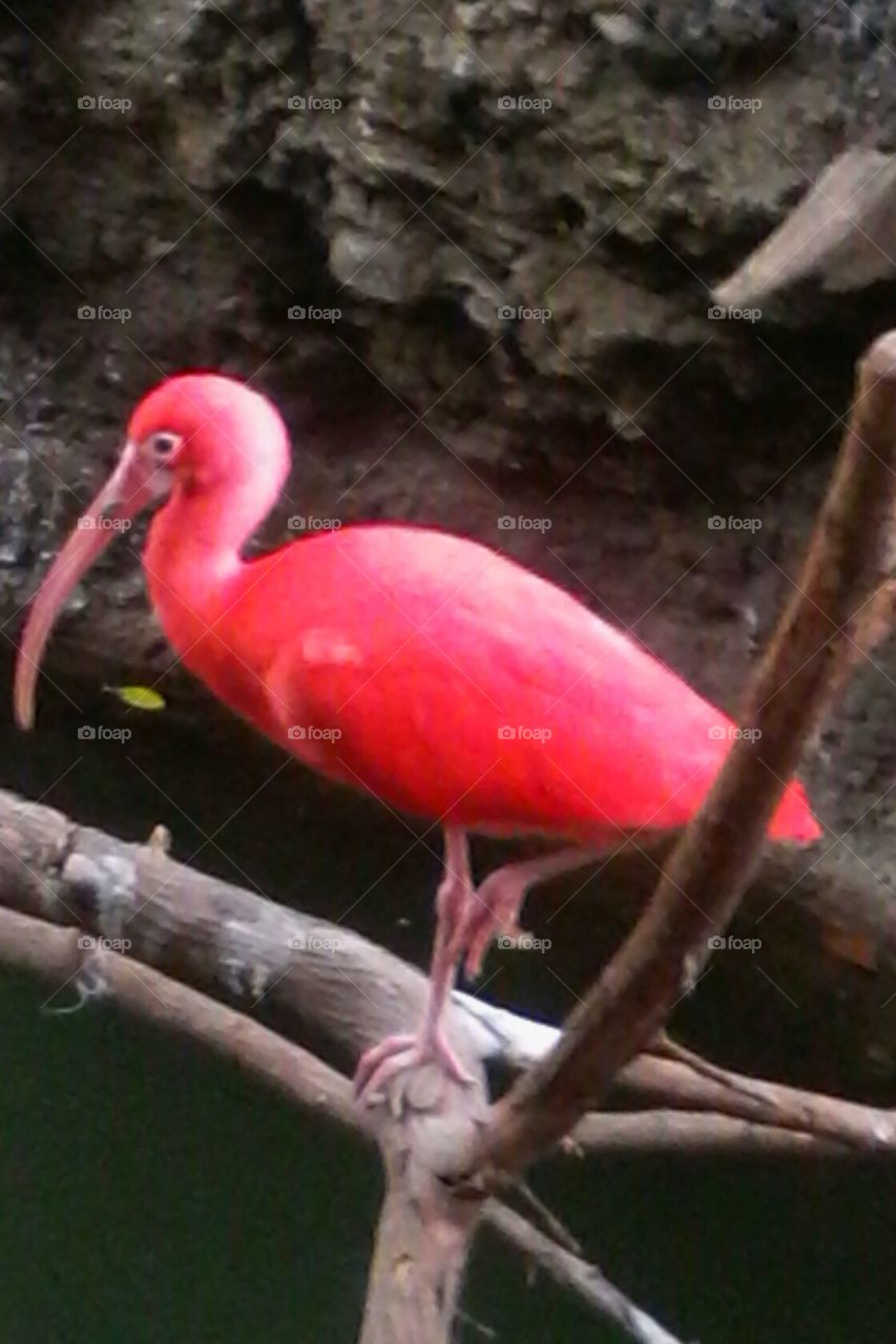 flamingo. caught this at the zoo!