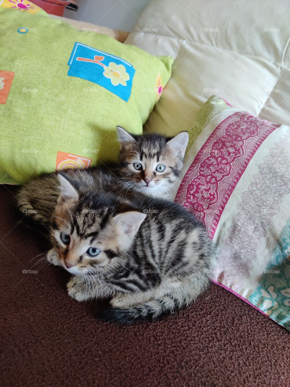 Catbabys, Katzenbabys